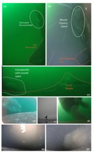 AI reveals new nighttime feeding in right whales