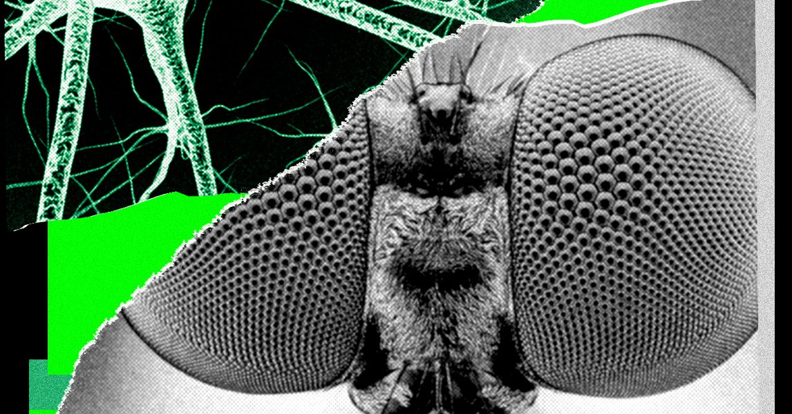 PitchFly: idea generator trained on a fly brain map