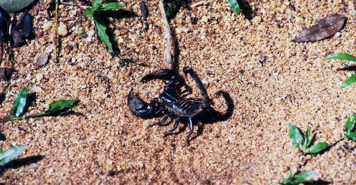 Claude fails to create scorpion antivenom in experiment